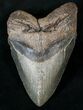 Massive Megalodon Tooth - North Carolina #13976-1